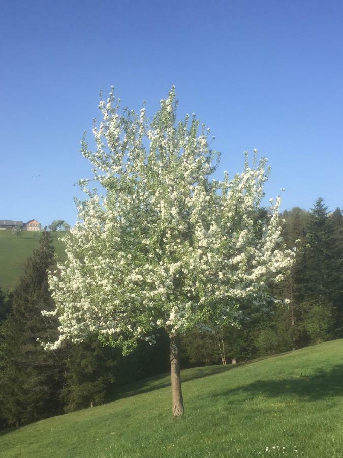 Ferienwohnungen Koessl Waidhofen an der Ybbs Exterior photo
